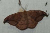 Drepana curvatula