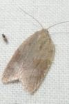 Acleris sparsana
