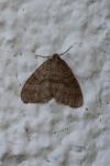 Operophtera brumata