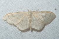 Idaea aversata