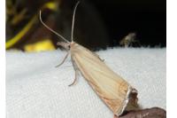Chrysoteuchia culmella
