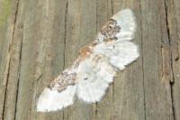 Idaea rusticata