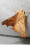 Ennomos fuscantaria