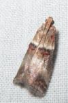 Acrobasis tumidana