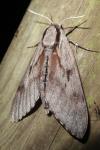 Hyloicus pinastri