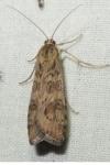Nomophila noctuella