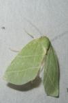 Bena bicolorana