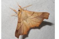 Ennomos fuscantaria