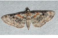 Eupithecia pulchellata