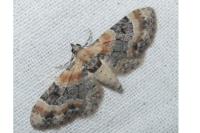 Eupithecia linariata