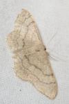 Idaea aversata