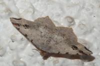 Macaria alternata