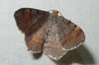 Macaria liturata