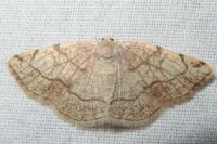 Stegania trimaculata