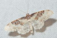 Idaea rusticata