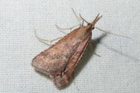 Synaphe punctalis