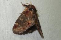 Notodonta dromedarius