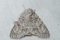 Acronicta aceris