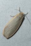 Katha depressa