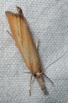 Agriphila straminella