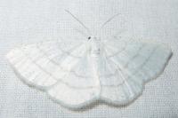 Cabera pusaria