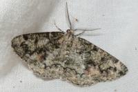 Cleorodes lichenaria