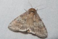 Tethea ocularis