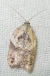 Acleris variegana