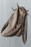 Pheosia tremula