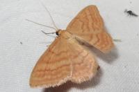 Idaea ochrata