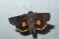 Noctua janthina