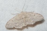 Idaea seriata