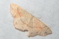 Cyclophora punctaria