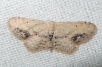 Idaea dimidiata
