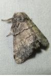 Gluphisia crenata