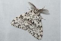 Lymantria monacha