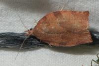 Pandemis heparana
