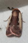 Ochropleura plecta