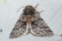 Thaumetopoea pityocampa