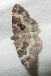 Epirrhoe alternata