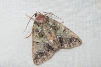 Polyphaenis sericata