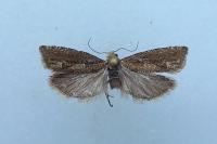 Pelochrista caecimaculana