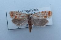 Rhyacionia buoliana