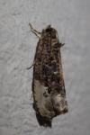 Hedya nubiferana