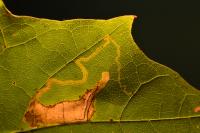 Stigmella aceris