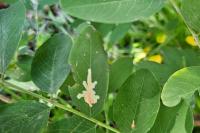 Parectopa robiniella