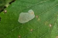 Phyllonorycter coryli