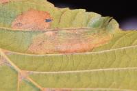 Phyllonorycter klemannella