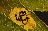 Stigmella hybnerella