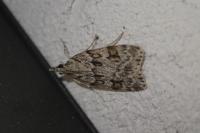 Scoparia ambigualis/basistrigalis
